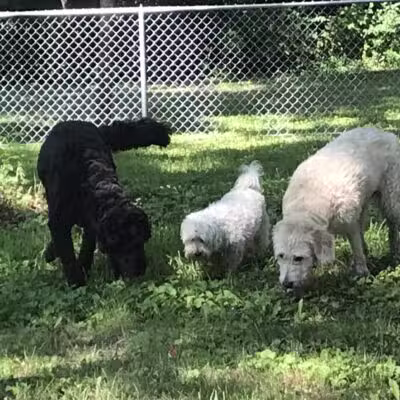WABASHA DOG PARK - Wabasha, MN