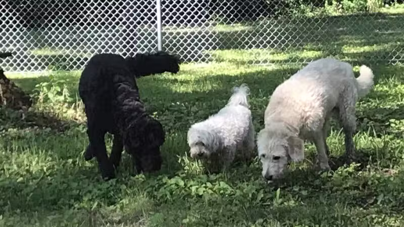 WABASHA DOG PARK - Wabasha, MN