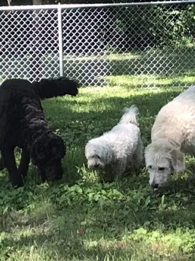 WABASHA DOG PARK - Wabasha, MN