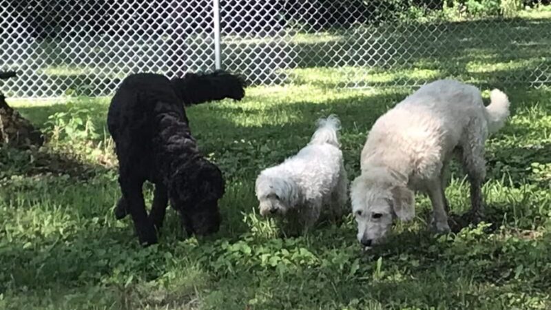 WABASHA DOG PARK - Wabasha, MN