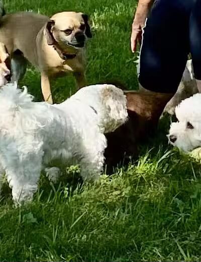 WABASHA DOG PARK - Wabasha, MN
