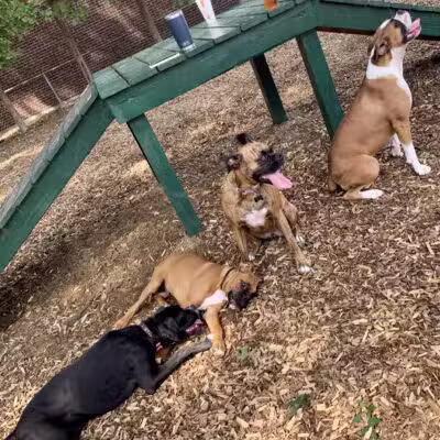 Wakefield Dog Park - Wakefield, MA