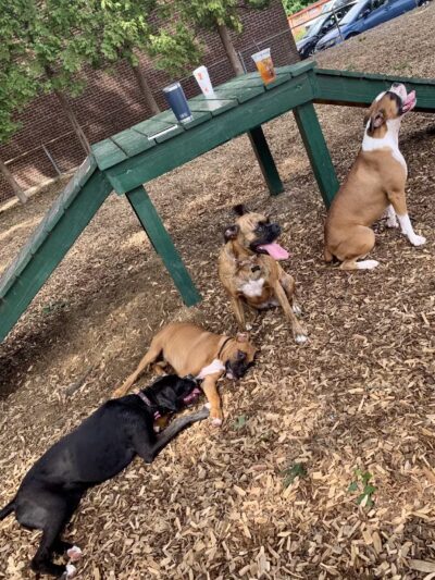 Wakefield Dog Park - Wakefield, MA