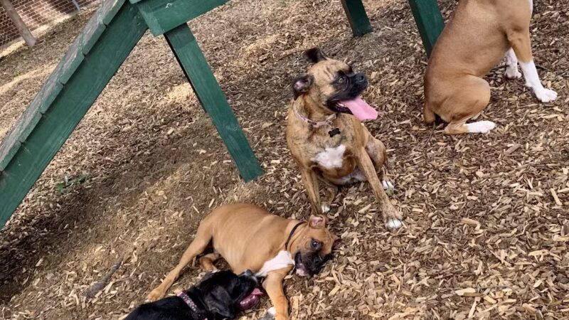 Wakefield Dog Park - Wakefield, MA