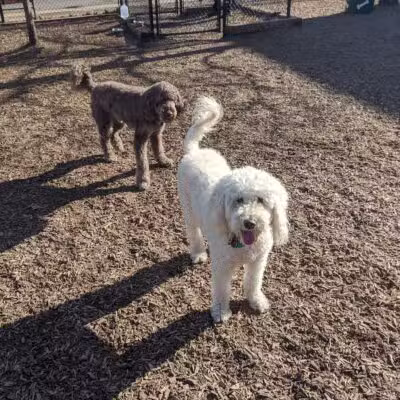 Wakefield Dog Park - Wakefield, MA