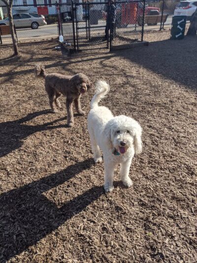 Wakefield Dog Park - Wakefield, MA