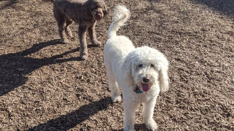 Wakefield Dog Park - Wakefield, MA