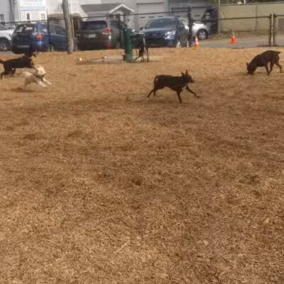 Wakefield Dog Park - Wakefield, MA