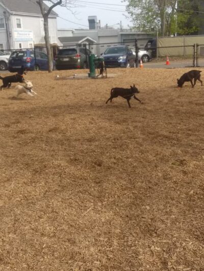 Wakefield Dog Park - Wakefield, MA
