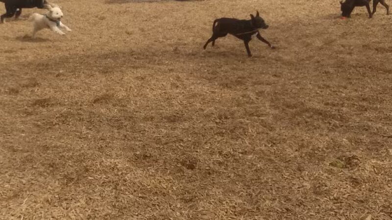 Wakefield Dog Park - Wakefield, MA