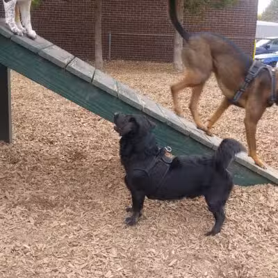 Wakefield Dog Park - Wakefield, MA