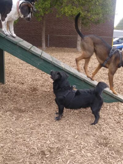 Wakefield Dog Park - Wakefield, MA