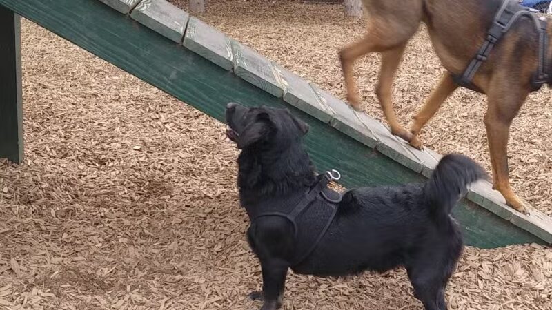 Wakefield Dog Park - Wakefield, MA