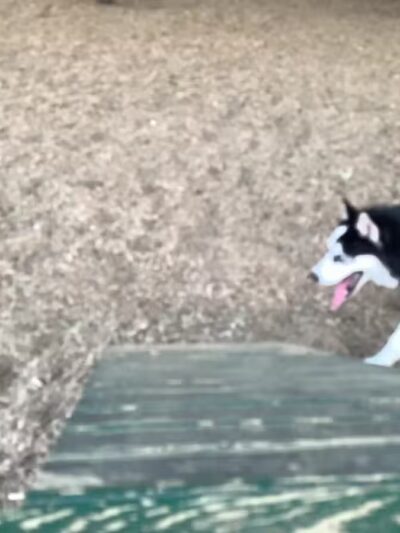 Wakefield Dog Park - Wakefield, MA