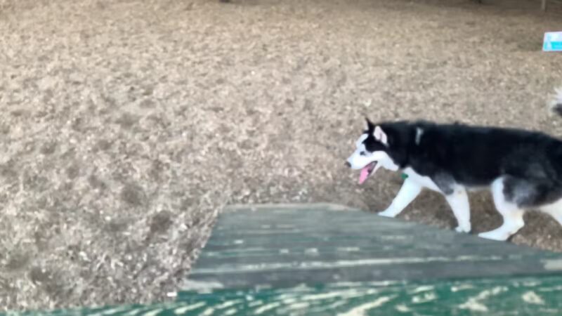 Wakefield Dog Park - Wakefield, MA