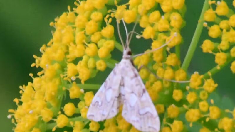 Distant Hill Gardens - Open third weekend in May _ First & third weekend June - Sept. _ First weekend in Oct. - Walpole, NH