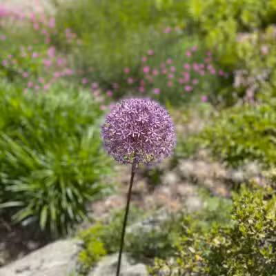 Distant Hill Gardens - Open third weekend in May _ First & third weekend June - Sept. _ First weekend in Oct. - Walpole, NH