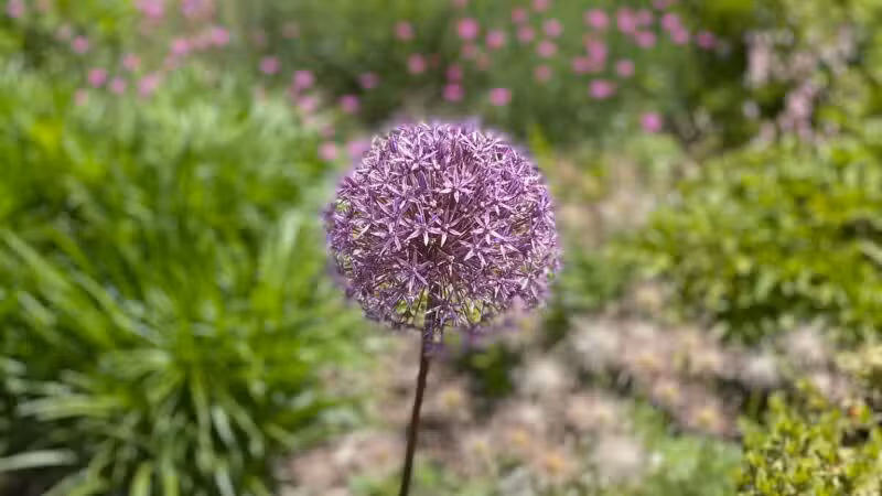 Distant Hill Gardens - Open third weekend in May _ First & third weekend June - Sept. _ First weekend in Oct. - Walpole, NH