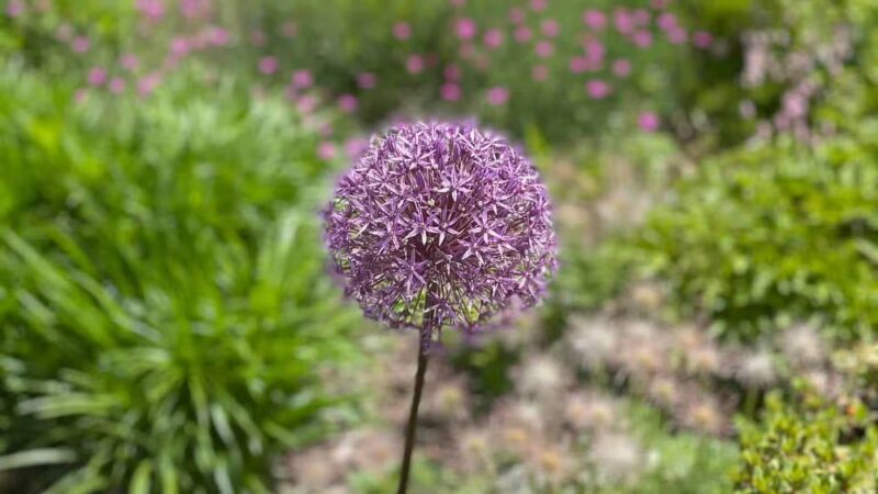 Distant Hill Gardens - Open third weekend in May _ First & third weekend June - Sept. _ First weekend in Oct. - Walpole, NH
