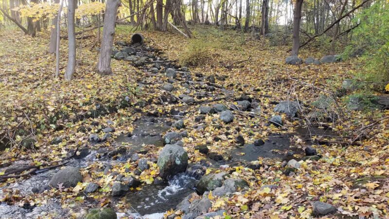 Waltham City Dog Ranch - Waltham, MA