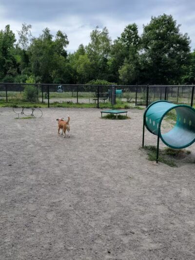 Waltham City Dog Ranch - Waltham, MA