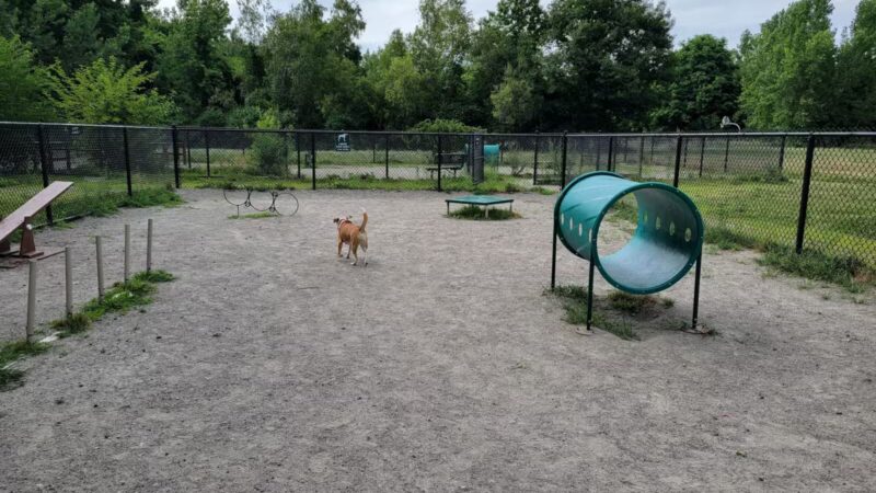 Waltham City Dog Ranch - Waltham, MA