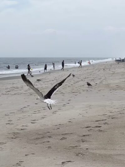 Jones Beach Field 2 - Wantagh, NY