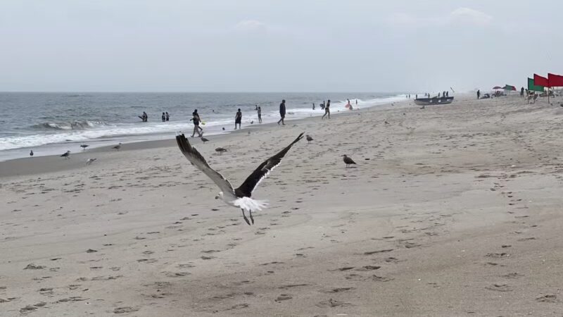 Jones Beach Field 2 - Wantagh, NY
