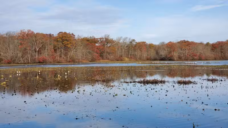 Mill Pond Preserve Wantagh - Wantagh, NY