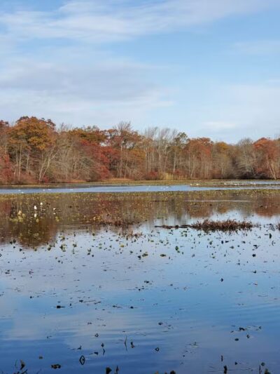 Mill Pond Preserve Wantagh - Wantagh, NY