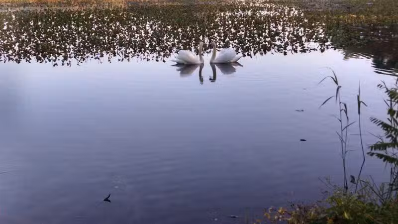 Mill Pond Preserve Wantagh - Wantagh, NY