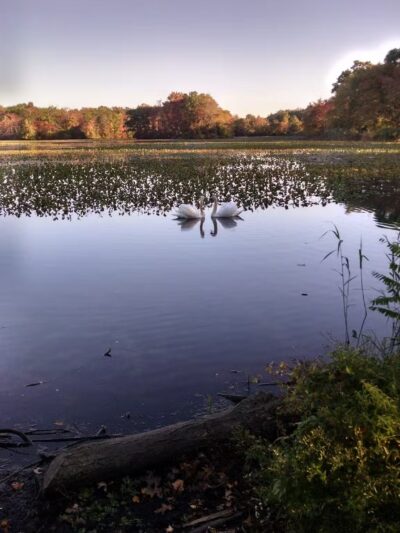 Mill Pond Preserve Wantagh - Wantagh, NY