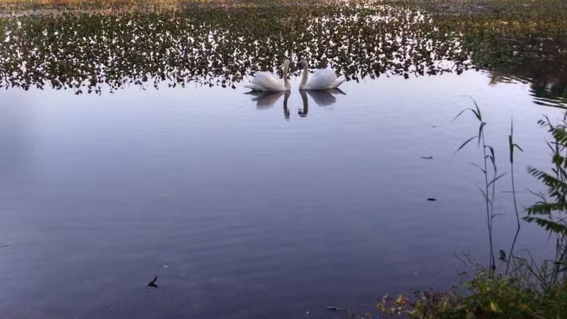 Mill Pond Preserve Wantagh - Wantagh, NY