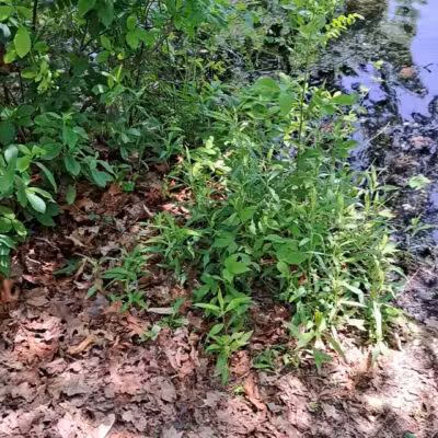 Twin Lakes Preserve - Wantagh, NY