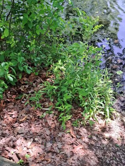 Twin Lakes Preserve - Wantagh, NY