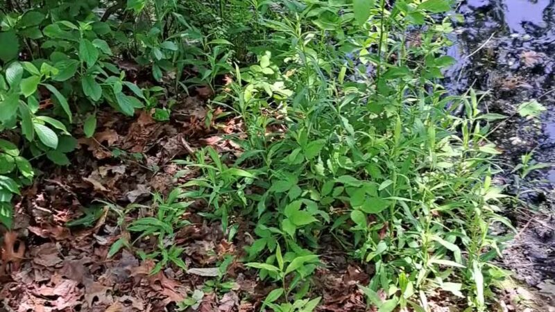 Twin Lakes Preserve - Wantagh, NY