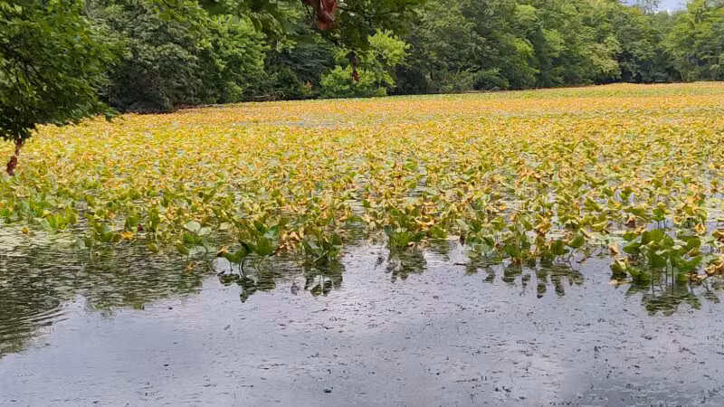 Twin Lakes Preserve - Wantagh, NY