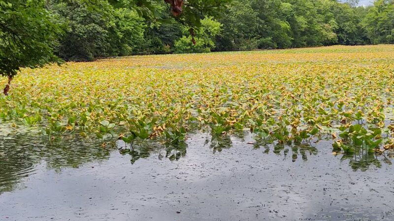 Twin Lakes Preserve - Wantagh, NY