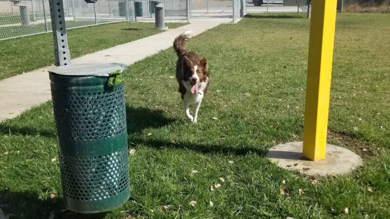 Waterford Dog Park - Waterford, CA