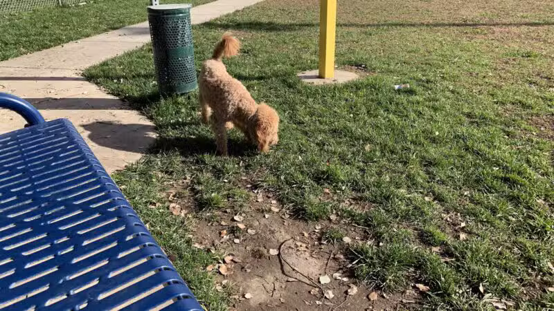 Waterford Dog Park - Waterford, CA