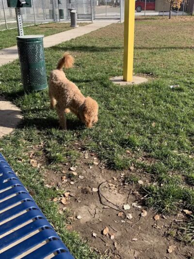 Waterford Dog Park - Waterford, CA