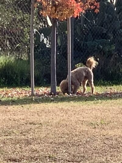 Waterford Dog Park - Waterford, CA