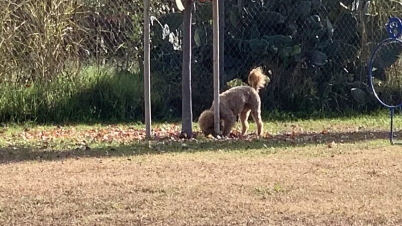Waterford Dog Park - Waterford, CA
