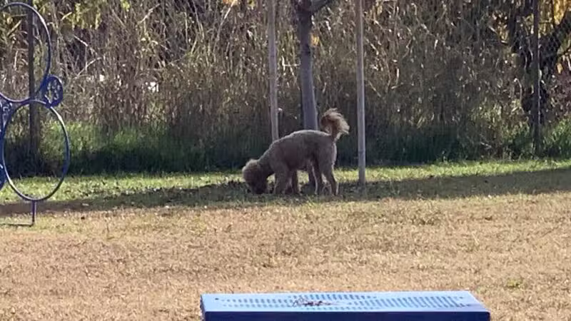 Waterford Dog Park - Waterford, CA