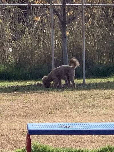 Waterford Dog Park - Waterford, CA