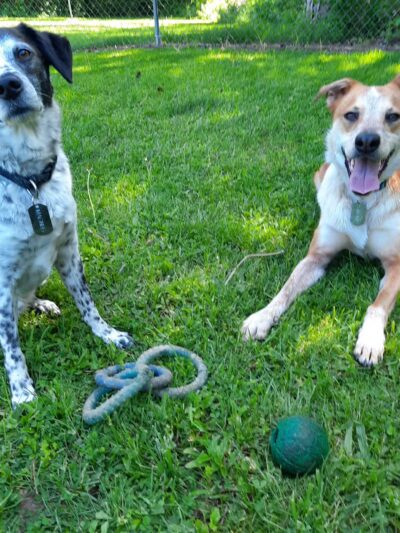 SPCA Dog Park - Watertown, NY