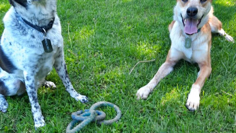 SPCA Dog Park - Watertown, NY