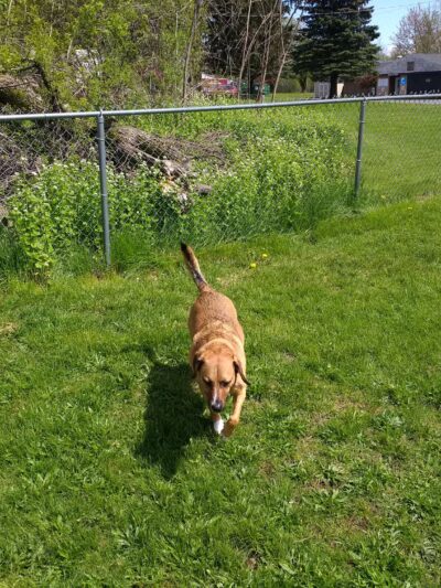 SPCA Dog Park - Watertown, NY