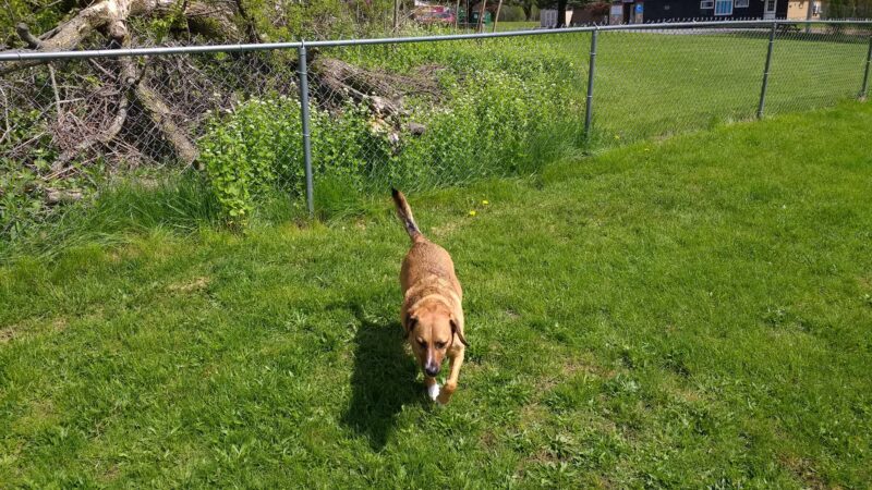 SPCA Dog Park - Watertown, NY