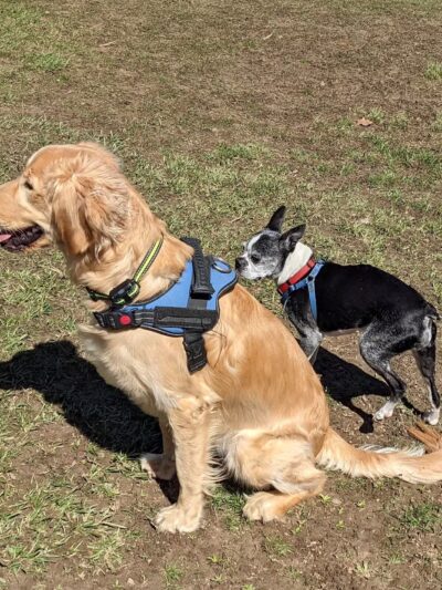 SPCA Dog Park - Watertown, NY